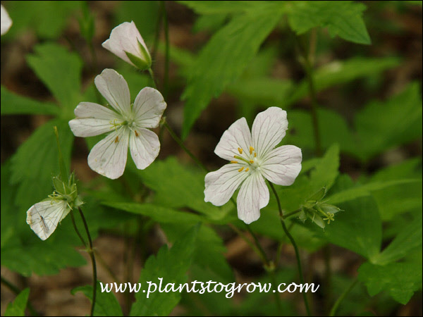 I found a group of white flowers growing in among the normal pink.  Wish I would have taken more pictures.
